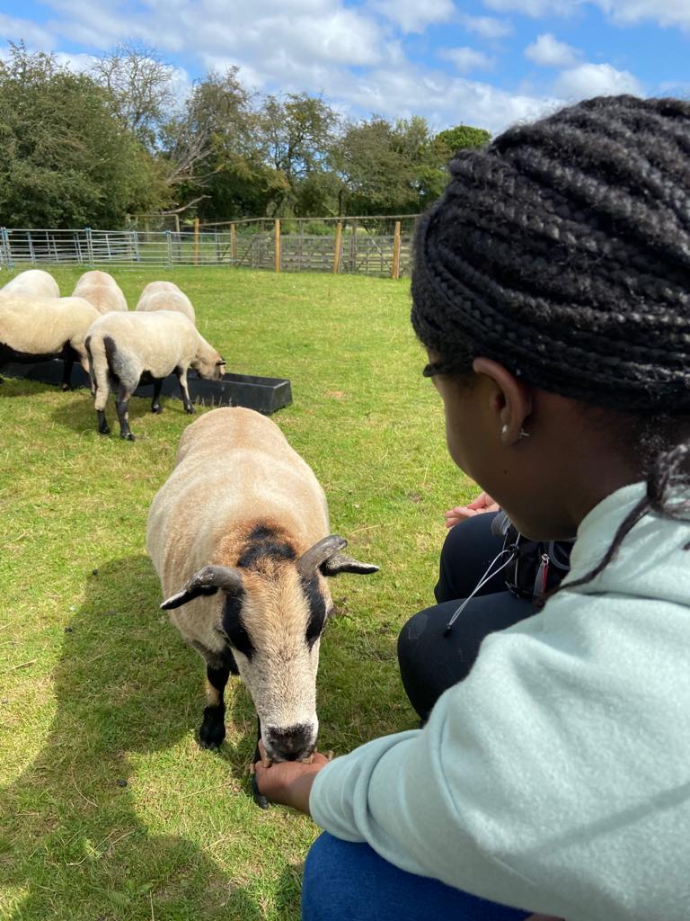 young lady feeding goats